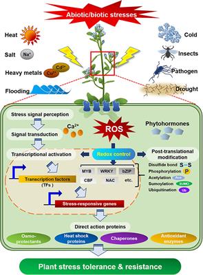 The Physiological Functions of Universal Stress Proteins and Their Molecular Mechanism to Protect Plants From Environmental Stresses